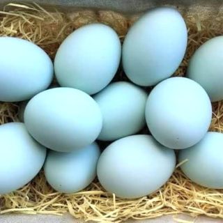Telur Bebek