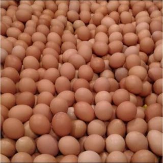 Telur ayam Negeri