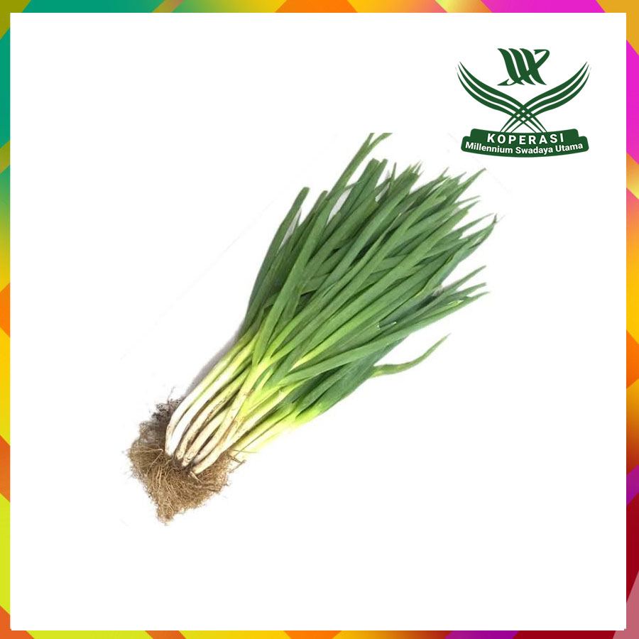 bawang daun