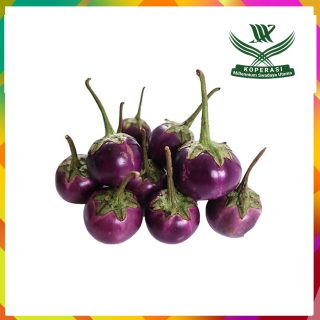 terong ungu