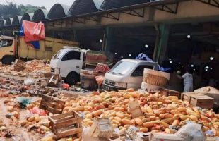 Harga Pepaya Anjlok, Puluhan Ton Pepaya Dibuang Pedagang di Kramat Jati