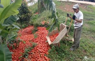 Viral! Petani di Solok Buang Tomat ke Jurang Gara Gara Harga Anjlok