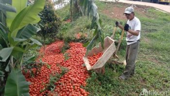Viral! Petani di Solok Buang Tomat ke Jurang Gara Gara Harga Anjlok