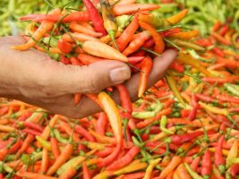 Harga Cabai Anjlok di Lumajang 3000 Sekilo