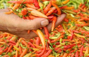 Harga Cabai Anjlok di Lumajang 3000 Sekilo
