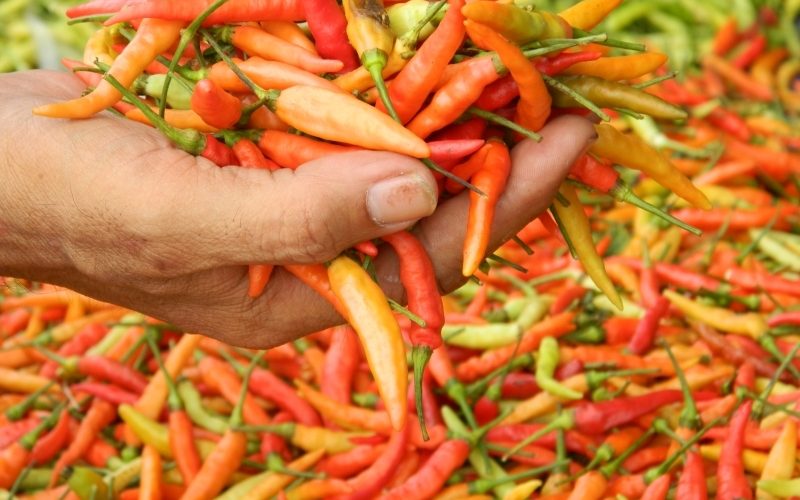 Harga Cabai Anjlok di Lumajang 3000 Sekilo