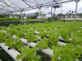 Proses Menanam Selada Hidroponik