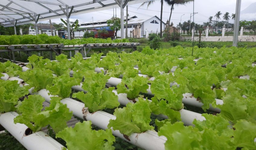 Proses Menanam Selada Hidroponik