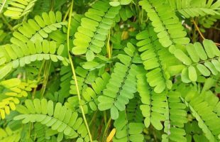 9 Khasiat luar biasa daun saga untuk kesehatan