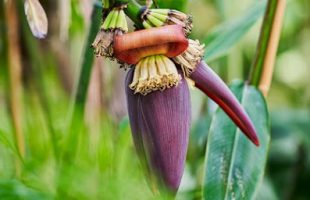 Manfaat Jantung Pisang untuk Kesehatan