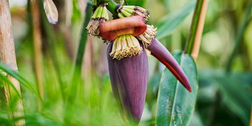 Manfaat Jantung Pisang untuk Kesehatan