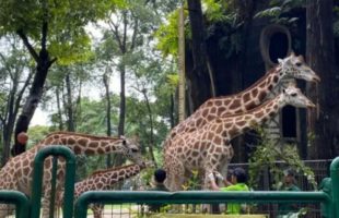 Taman Margasatwa Ragunan Buka Sampai Malam Sabtu