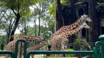 Taman Margasatwa Ragunan Buka Sampai Malam Sabtu